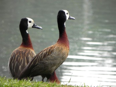 Rede Irerê lança atuação em defesa da ciência no Brasil