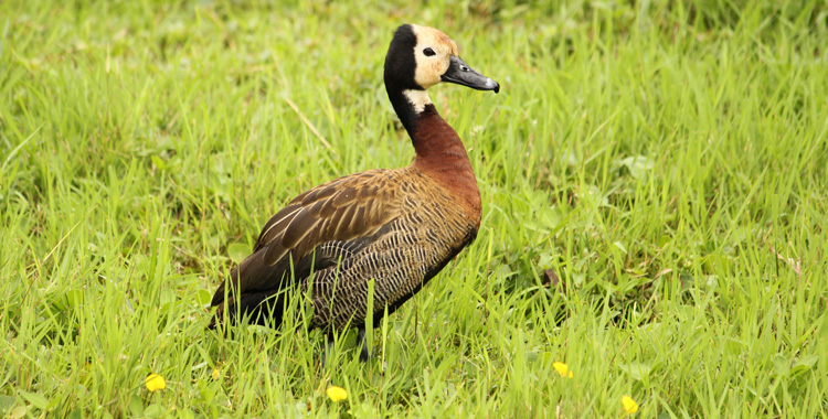 Rede Irerê lança novo site para ampliar impacto e engajamento